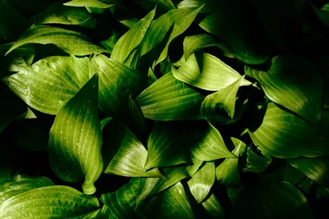 green leaves